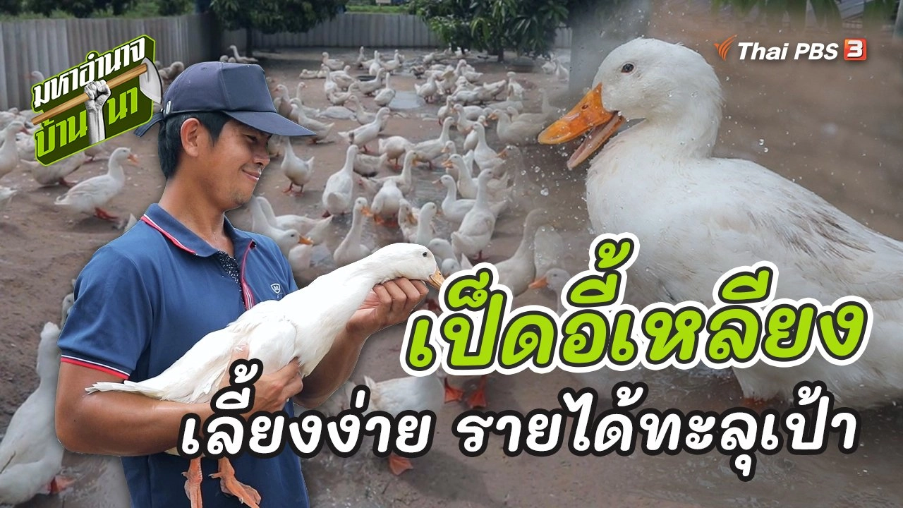 เป็ดอี้เหลียง เลี้ยงง่าย รายได้ทะลุเป้า