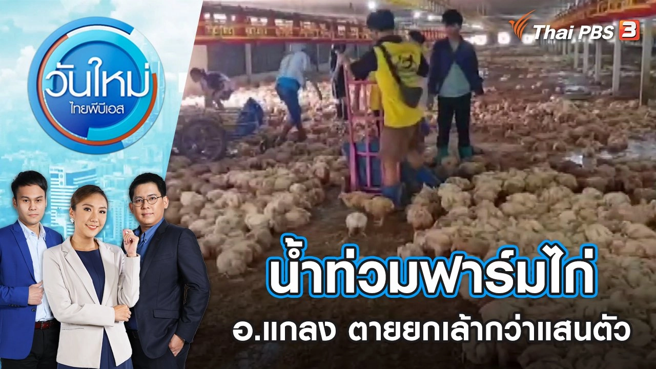 น้ำท่วมฟาร์มไก่ อ.แกลง ตายยกเล้ากว่าแสนตัว | วันใหม่ ไทยพีบีเอส | 9 ก.ย. 65