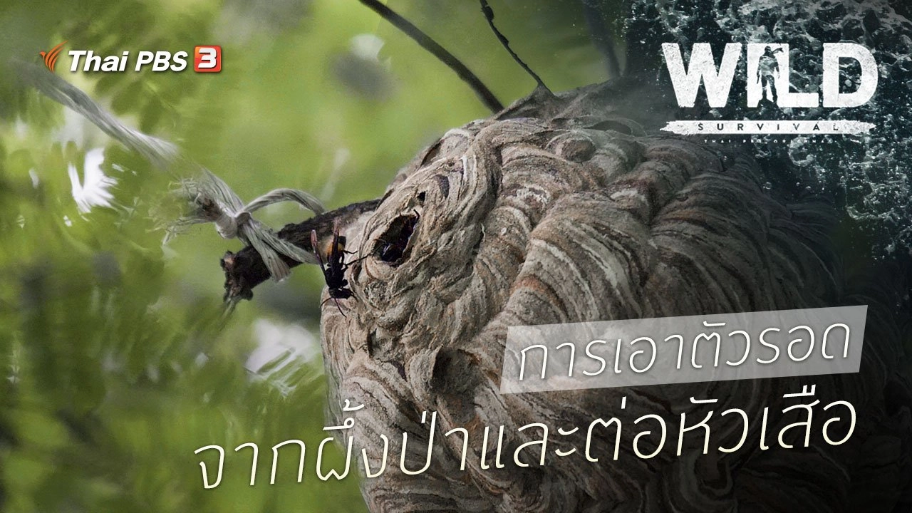 การเอาตัวรอดจากผึ้งป่าและต่อหัวเสือ