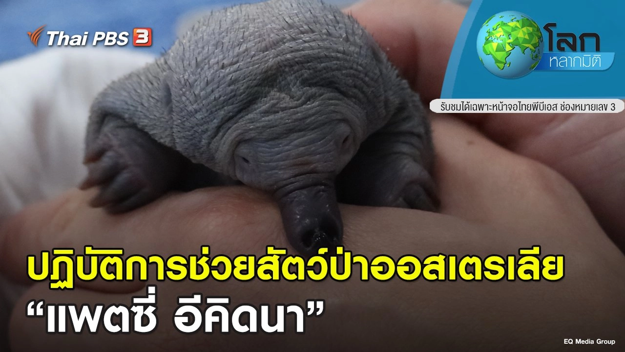 ปฏิบัติการช่วยสัตว์ป่าออสเตรเลีย ตอน แพตซี่ อีคิดนา