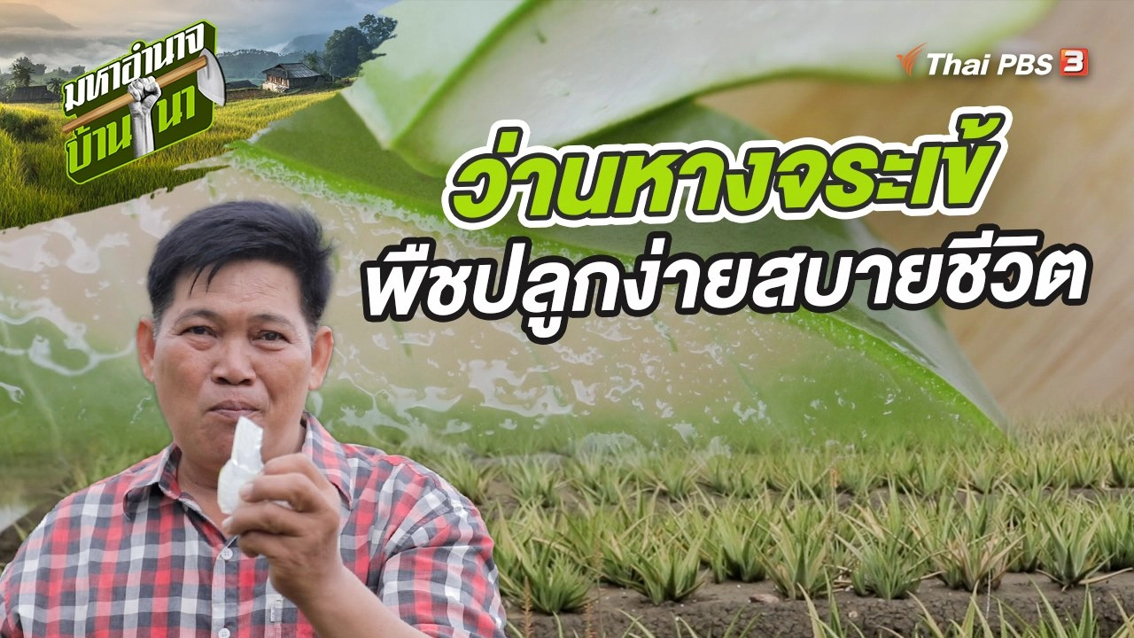 ว่านหางจระเข้ พืชปลูกง่ายสบายชีวิต