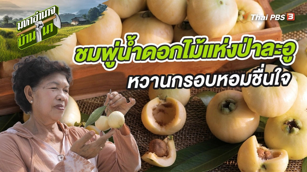 ชมพู่น้ำดอกไม้แห่งป่าละอู หวานกรอบหอมชื่นใจ