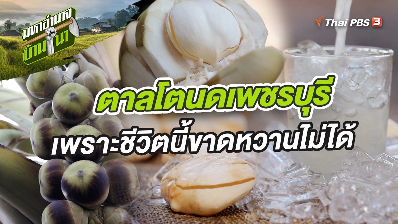 ตาลโตนดเพชรบุรี เพราะชีวิตนี้ขาดหวานไม่ได้