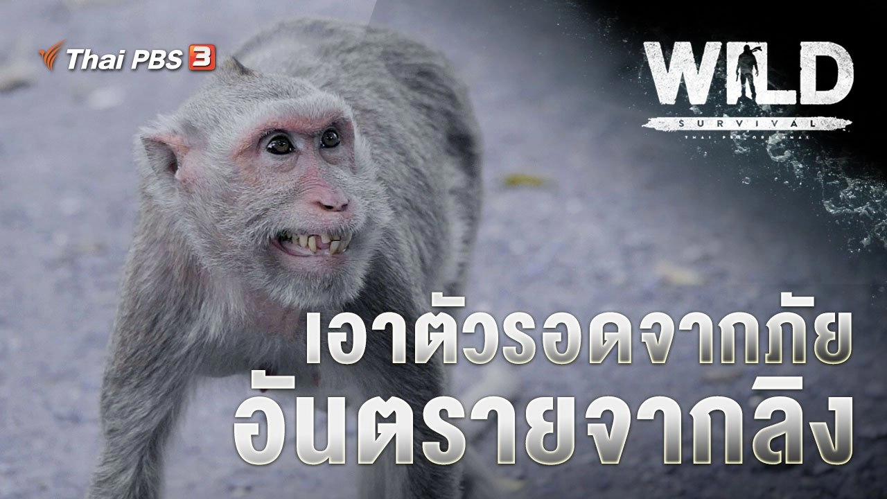 เอาตัวรอดจากภัย อันตรายจากลิง