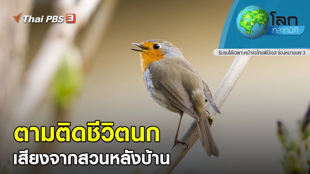 ตามติดชีวิตนก เสียงจากสวนหลังบ้าน