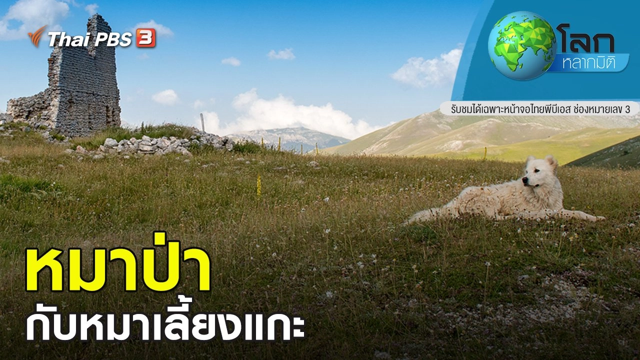 หมาป่ากับหมาเลี้ยงแกะ