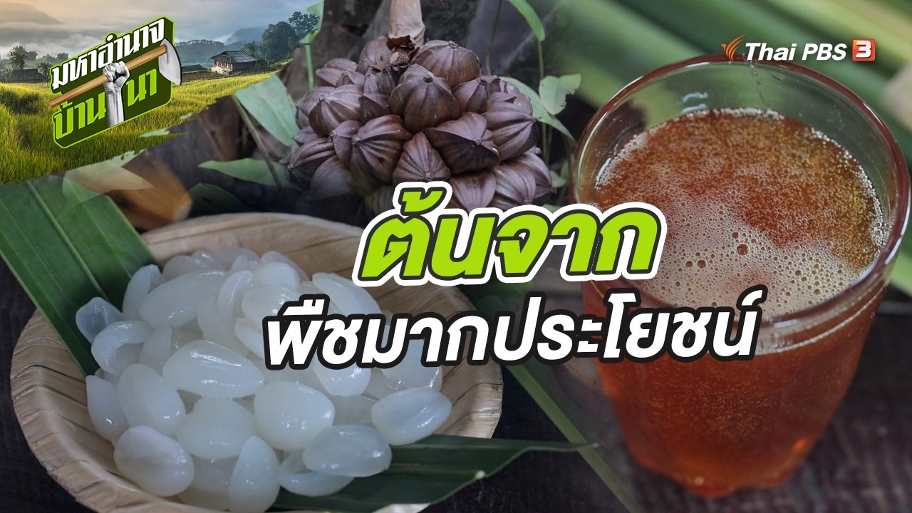 ต้นจาก พืชมากประโยชน์ เคียงคู่ชาวกันตัง