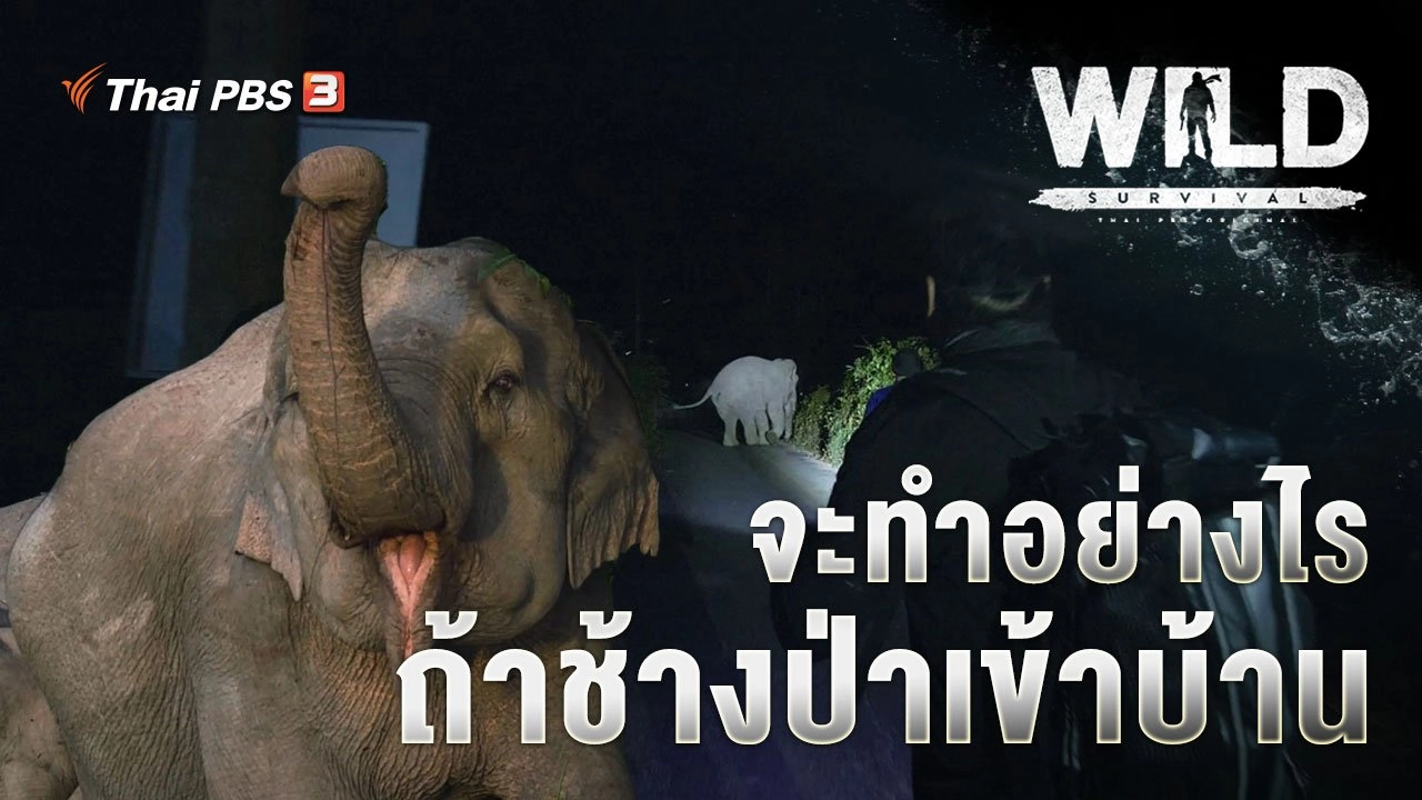 จะทำอย่างไร ถ้าช้างป่าเข้าบ้าน