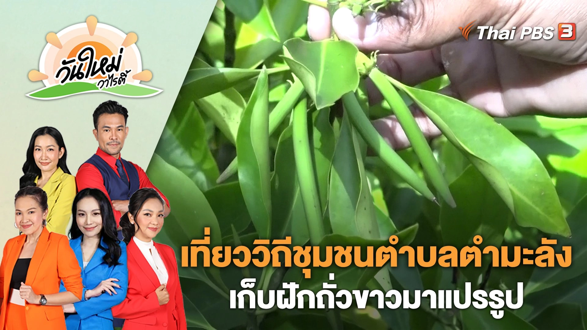 เที่ยววิถีชุมชนตำบลตำมะลัง เก็บฝักถั่วขาวมาแปรรูปเป็นอาหารพื้นถิ่น | วันใหม่วาไรตี้ | 21 ก.พ. 66