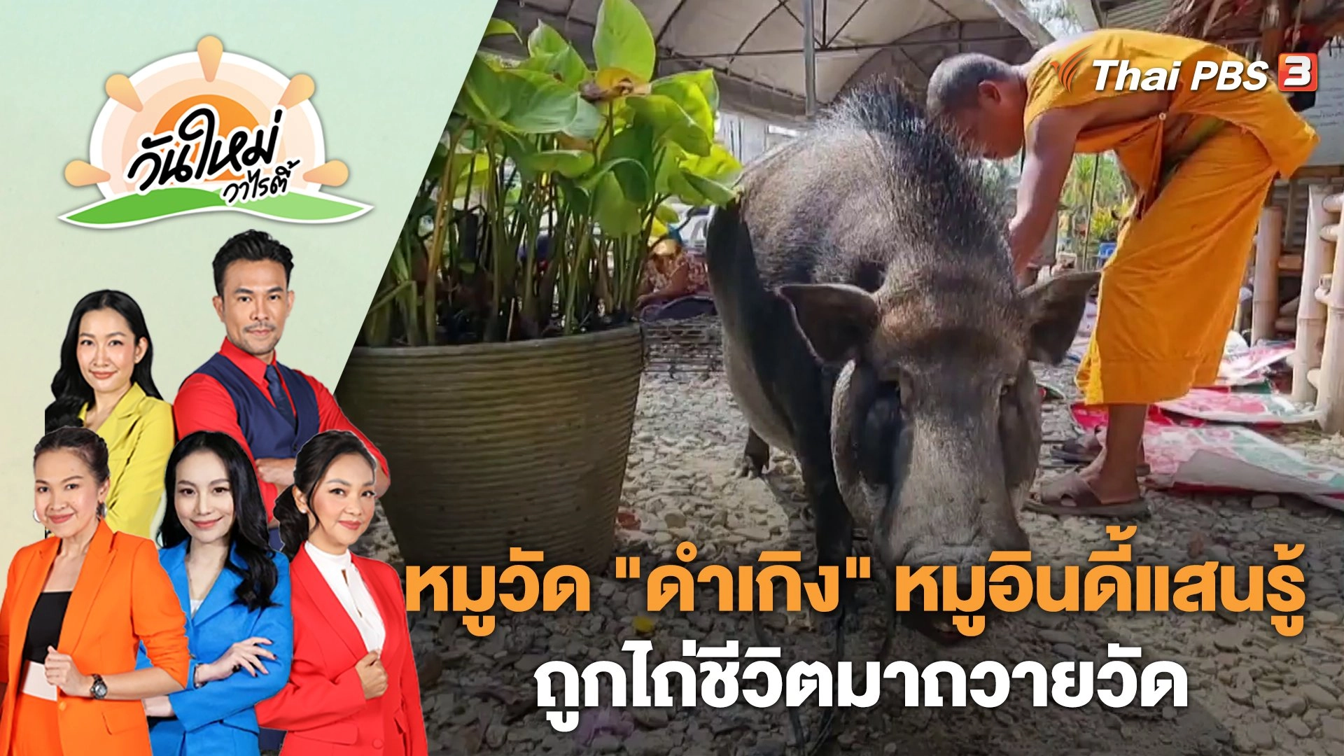หมูวัด "ดำเกิง" หมูอินดี้แสนรู้ถูกไถ่ชีวิตมาถวายวัด | วันใหม่วาไรตี้ | 28 ก.พ. 66