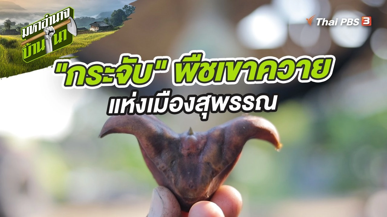 "กระจับ" พืชเขาควายแห่งเมืองสุพรรณ