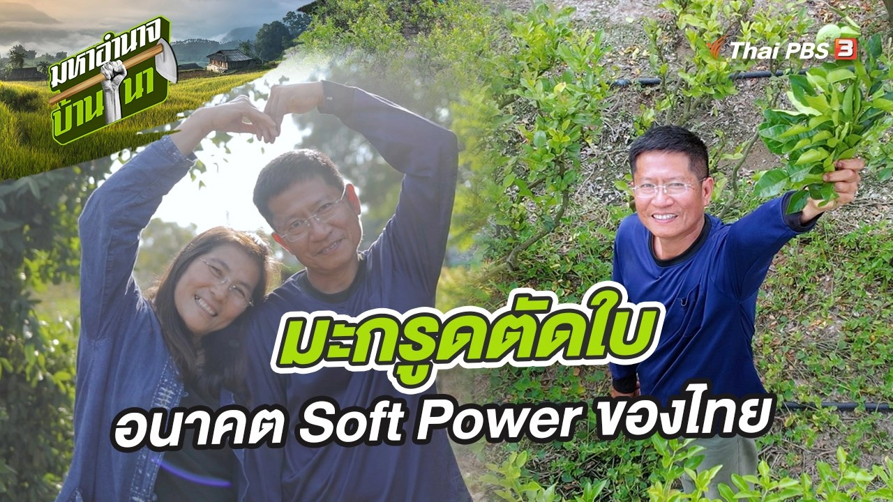 มะกรูดตัดใบ อนาคต Soft Power ของไทย