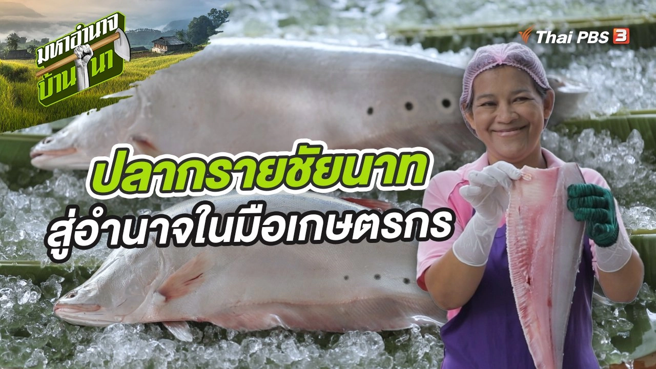 ปลากรายชัยนาท สู่อำนาจในมือเกษตรกร