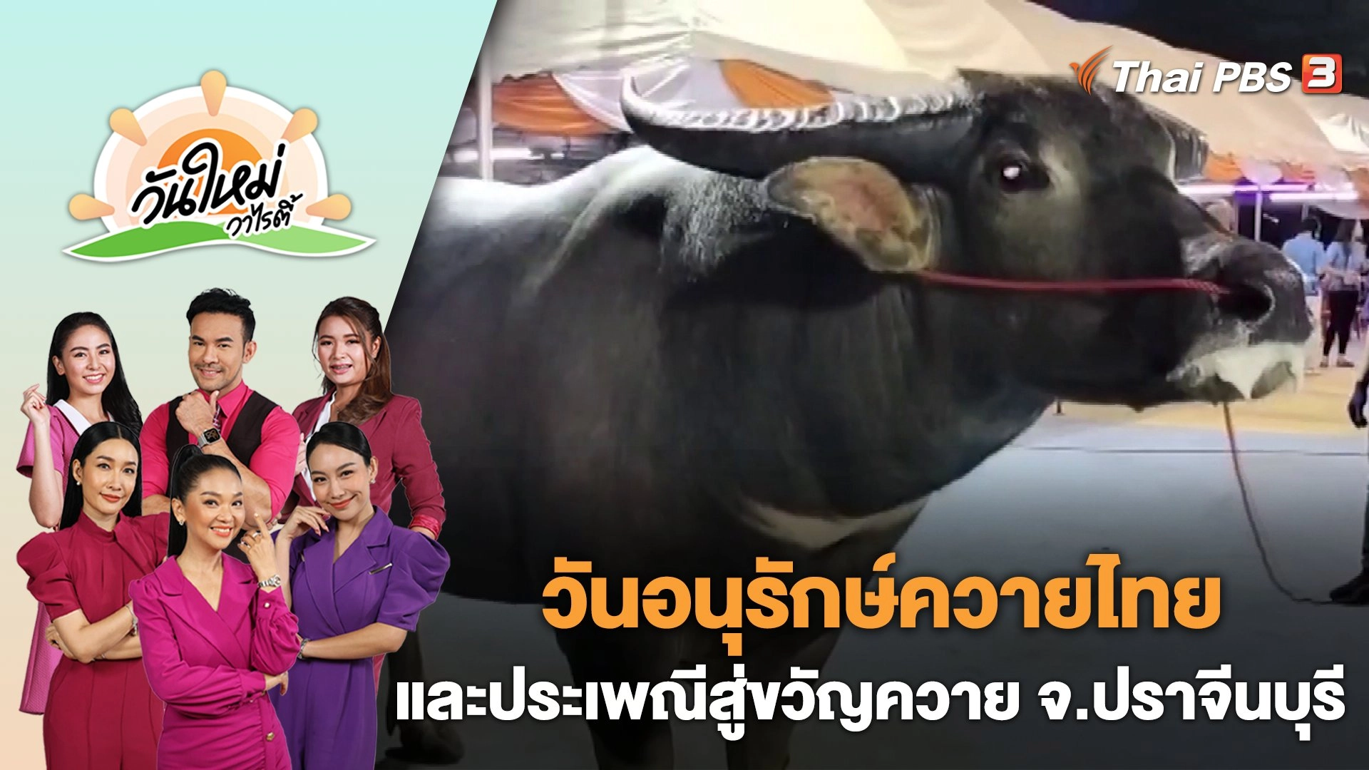วันอนุรักษ์ควายไทย และประเพณีสู่ขวัญควาย จ.ปราจีนบุรี | วันใหม่วาไรตี้ | 30 พ.ค. 66