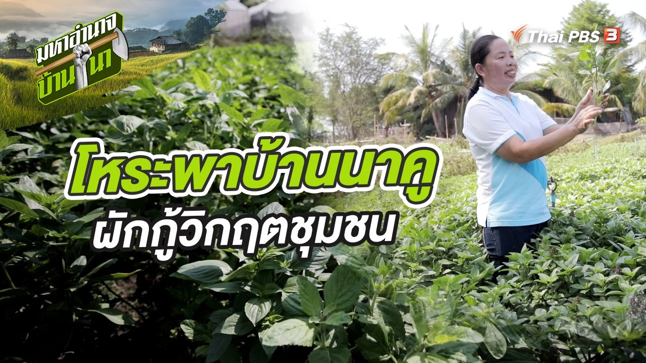 โหระพาบ้านนาคู ผักกู้วิกฤตชุมชน