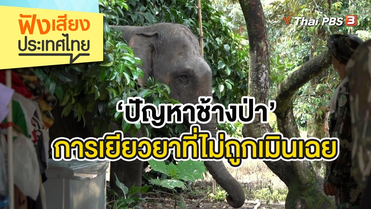 ‘ปัญหาช้างป่า’ การเยียวยาที่ไม่ถูกเมินเฉย