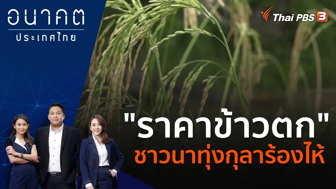 "ราคาข้าวตก" ชาวนาทุ่งกุลาร้องไห้