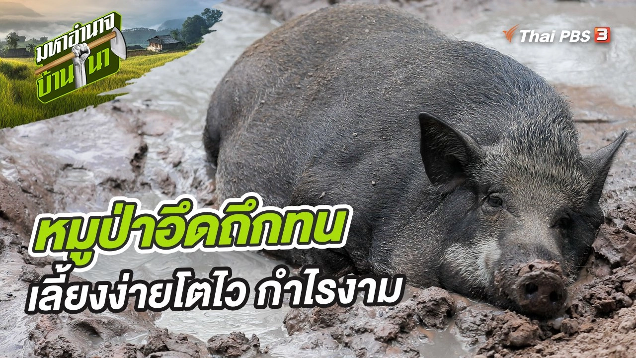 หมูป่าอึดถึกทน เลี้ยงง่ายโตไว กำไรงาม