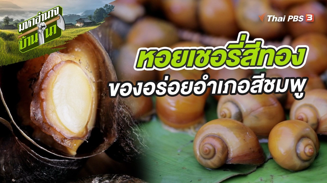 หอยเชอรี่สีทอง ของอร่อยอำเภอสีชมพู