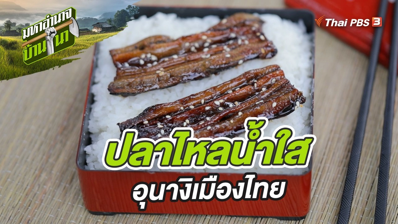 ปลาไหลน้ำใส อุนางิเมืองไทย