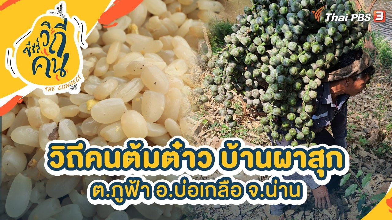 วิถีคนต้มต๋าว บ้านผาสุก ต.ภูฟ้า อ.บ่อเกลือ จ.น่าน