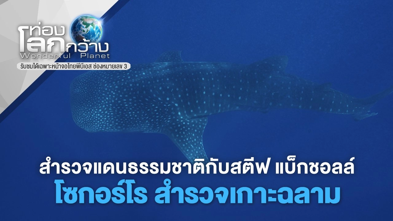 สำรวจแดนธรรมชาติกับสตีฟ แบ็กชอลล์ ตอน โซกอร์โร สำรวจเกาะฉลาม