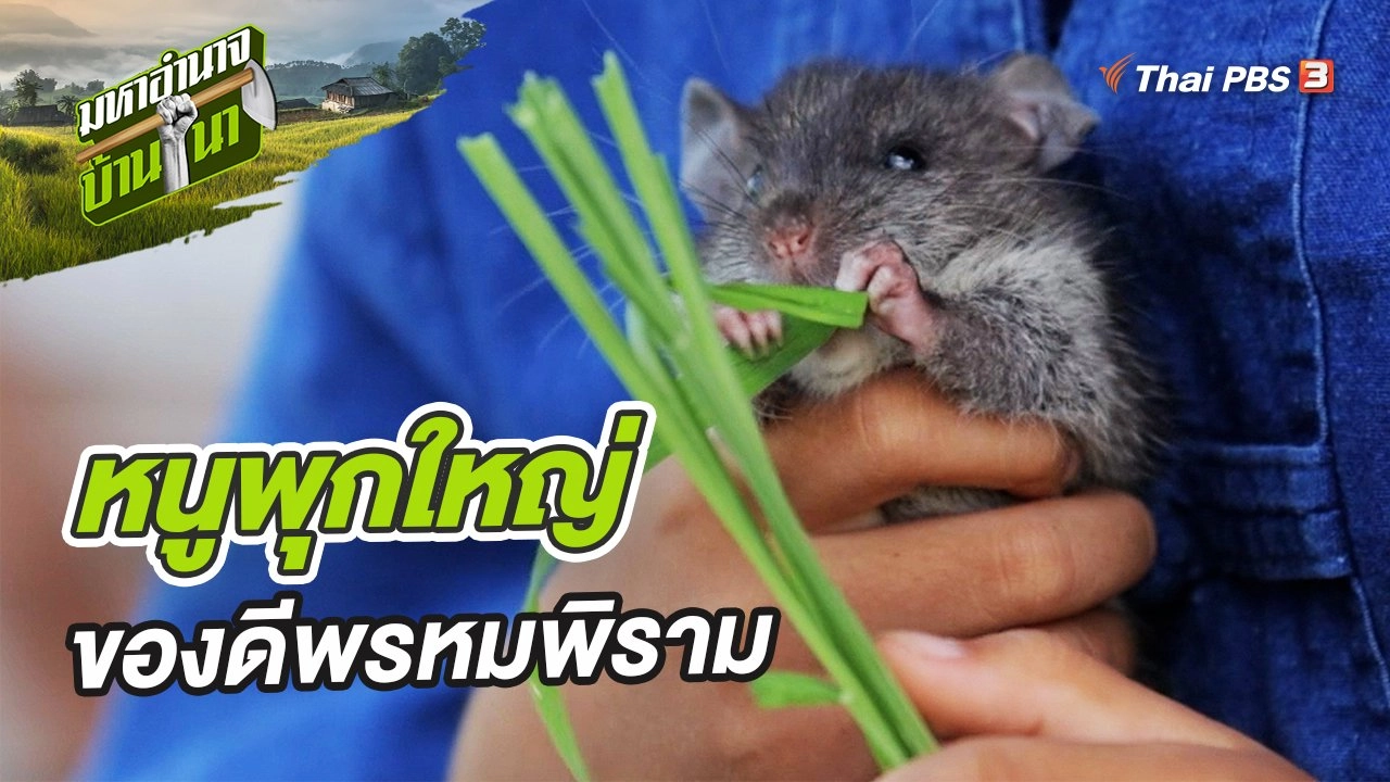 หนูพุกใหญ่ ของดีพรหมพิราม