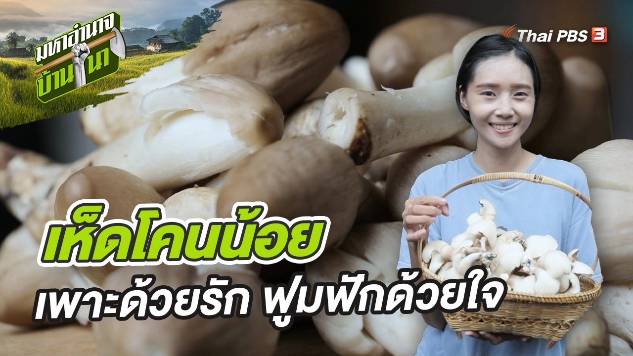 เห็ดโคนน้อย เพาะด้วยรัก ฟูมฟักด้วยใจ