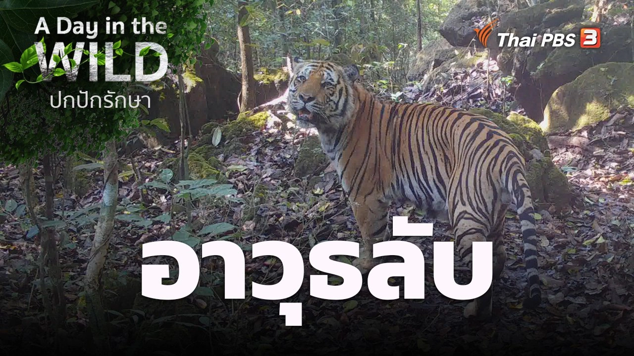 อาวุธลับ