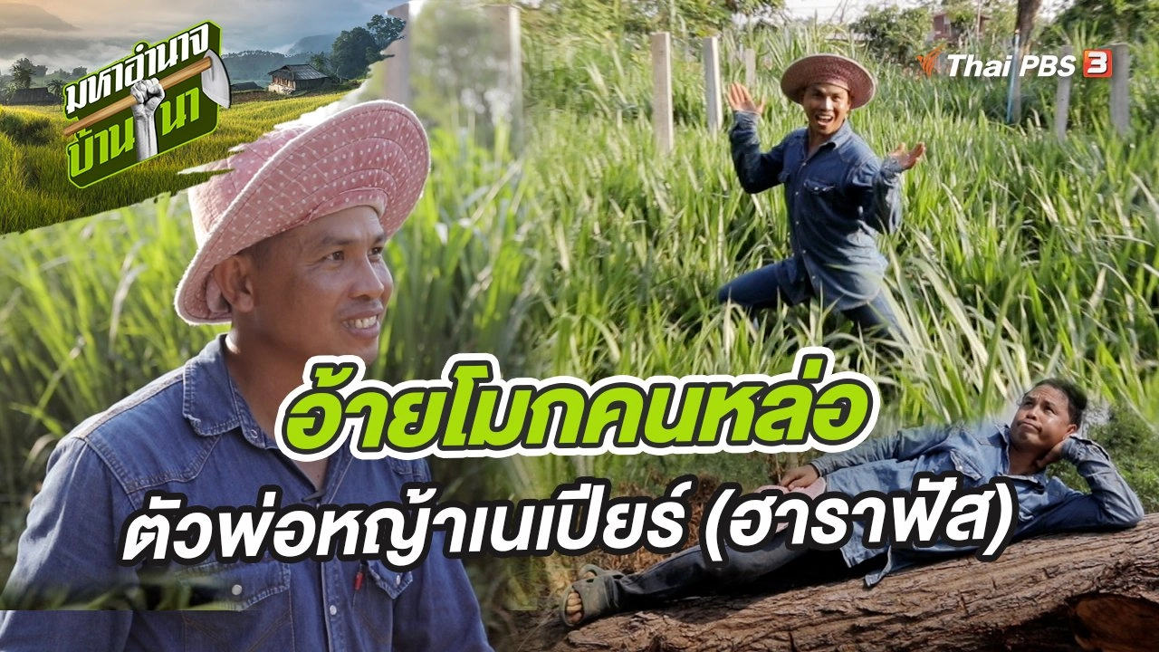 อ้ายโมกคนหล่อ ตัวพ่อหญ้าเนเปียร์ (ฮาราฟัส)