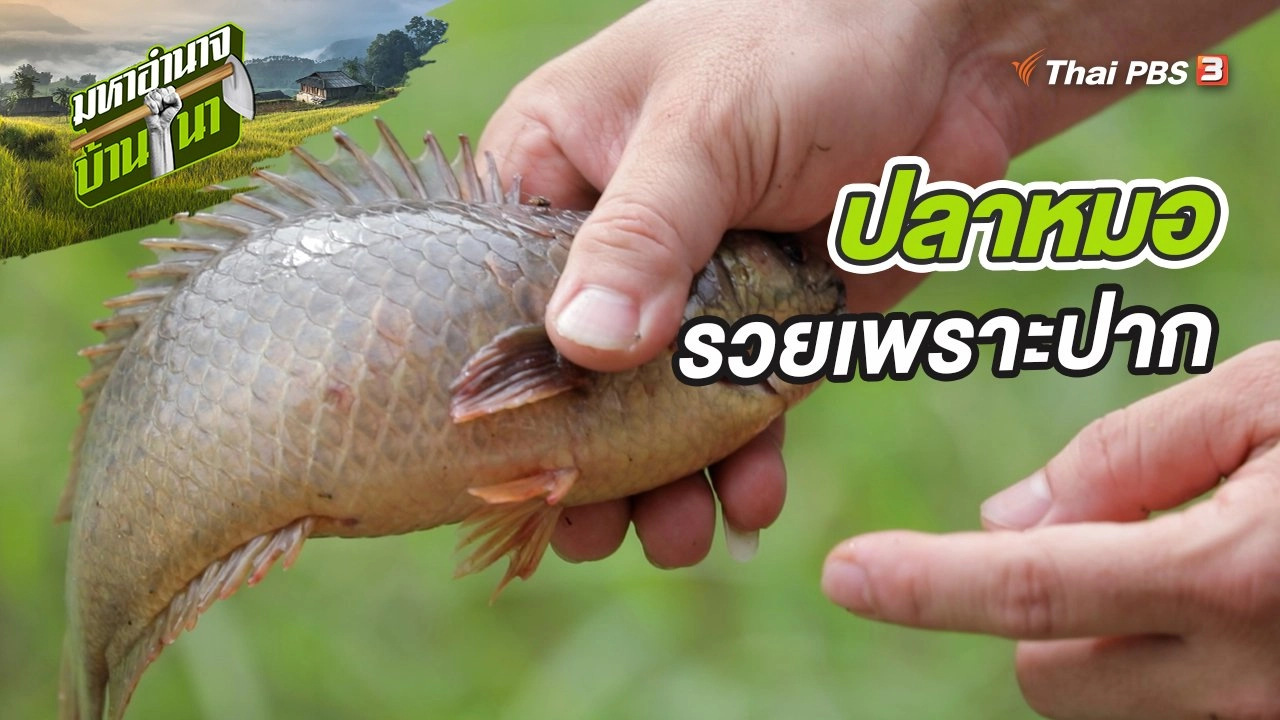 ปลาหมอรวยเพราะปาก