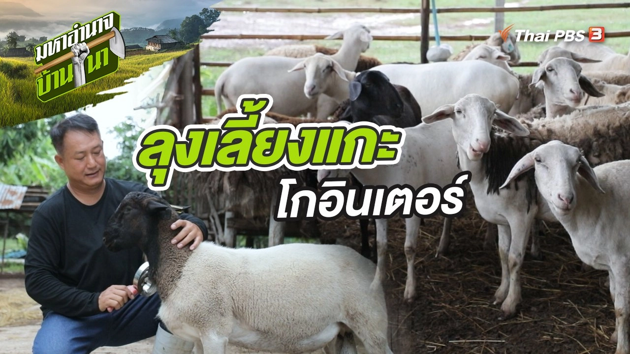 ลุงเลี้ยงแกะ โกอินเตอร์