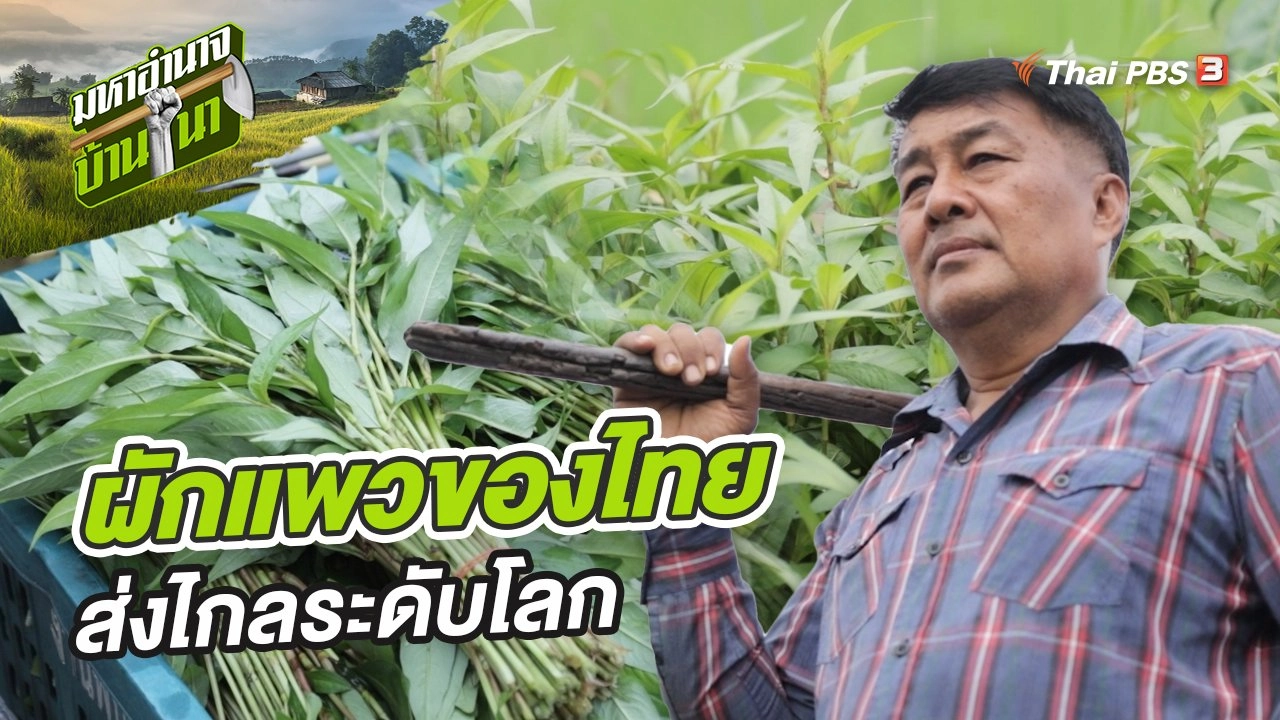 ผักแพวของไทย ส่งไกลระดับโลก