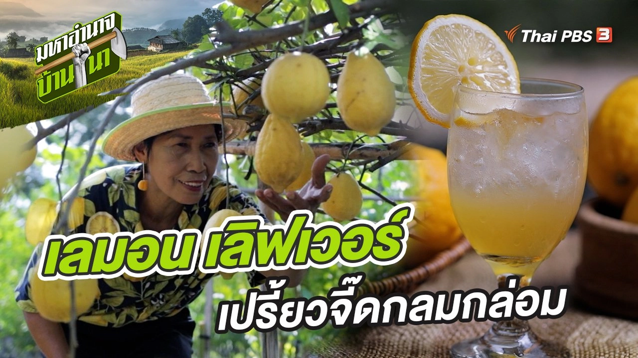 เลมอน เลิฟเวอร์ เปรี้ยวจี๊ดกลมกล่อม