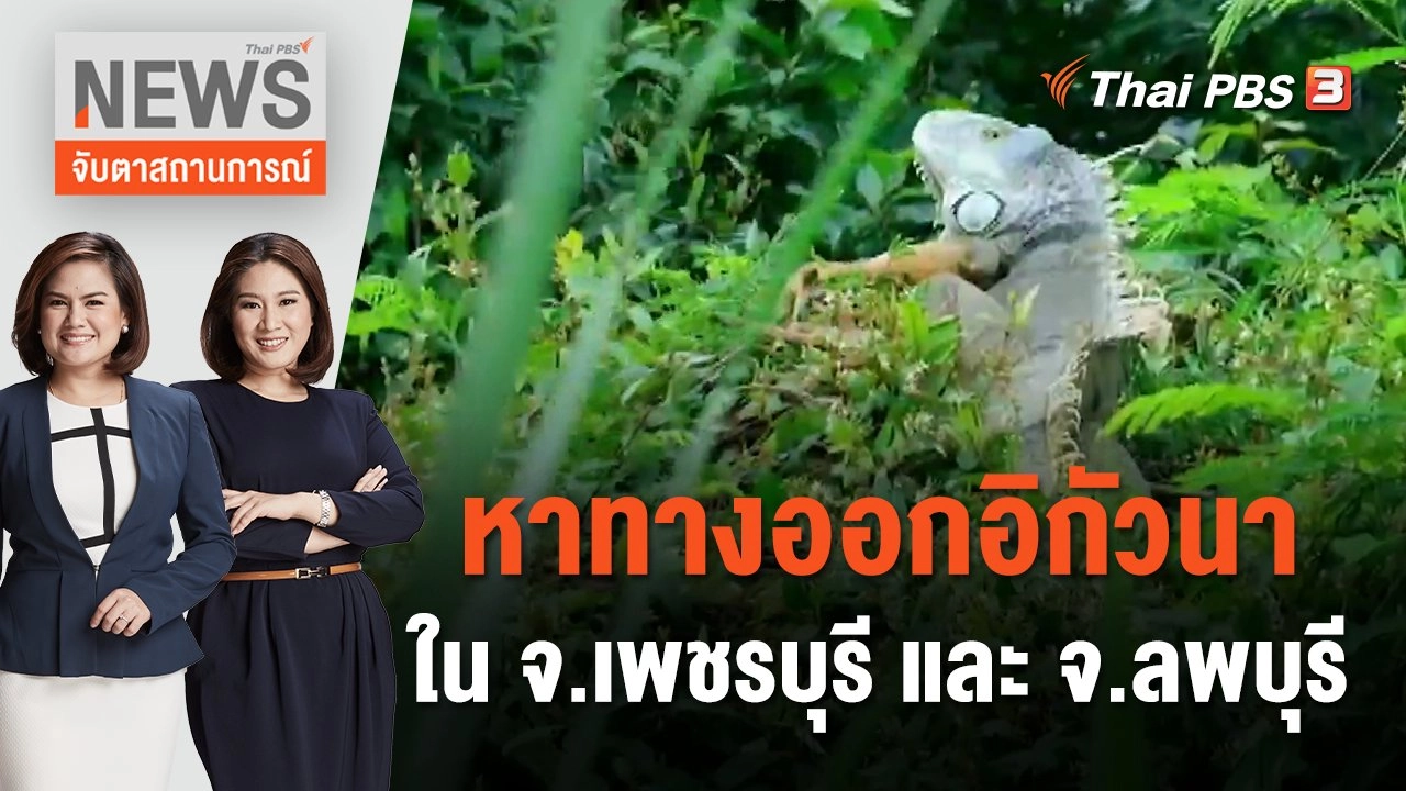 หาทางออกอิกัวนา ใน จ.เพชรบุรี และ จ.ลพบุรี | จับตาสถานการณ์ | 16 พ.ย. 66