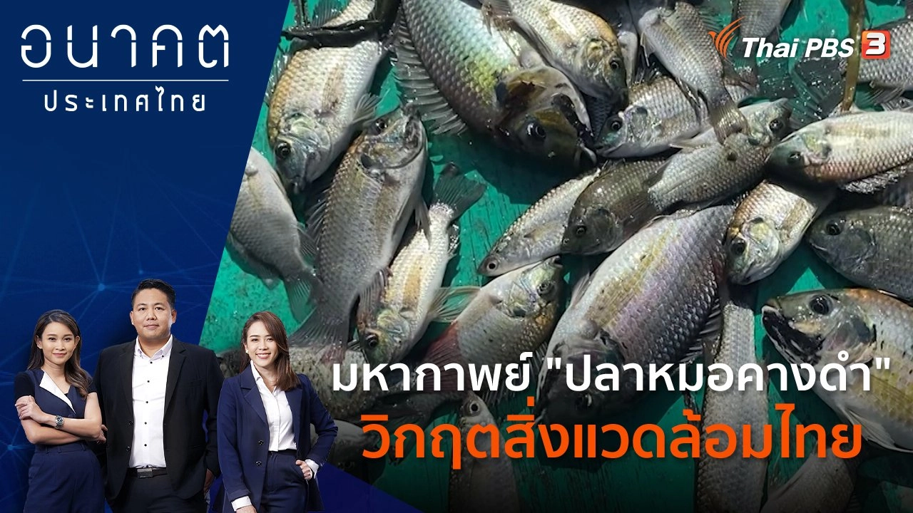 ทางออกวิกฤต "ปลาหมอสีคางดำ"