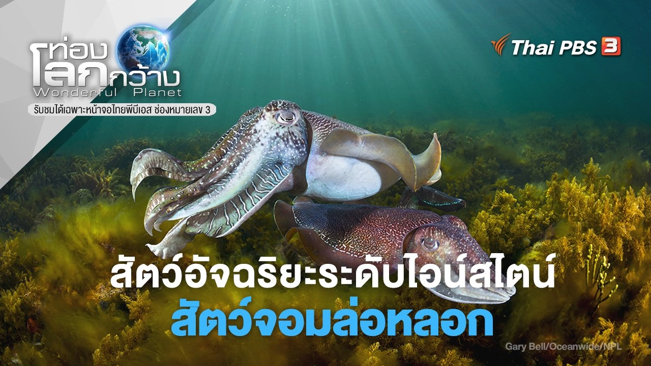 สัตว์อัจฉริยะระดับไอน์สไตน์ ตอน สัตว์จอมล่อหลอก
