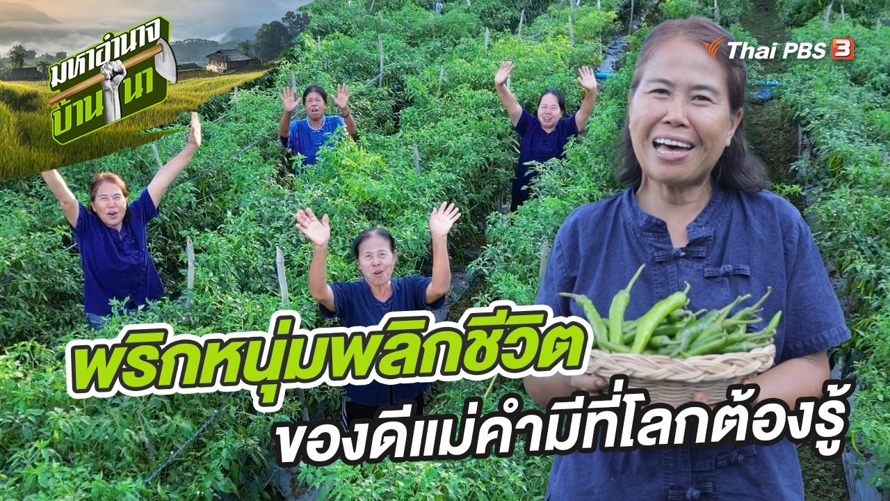 พริกหนุ่มพลิกชีวิต ของดีแม่คำมีที่โลกต้องรู้