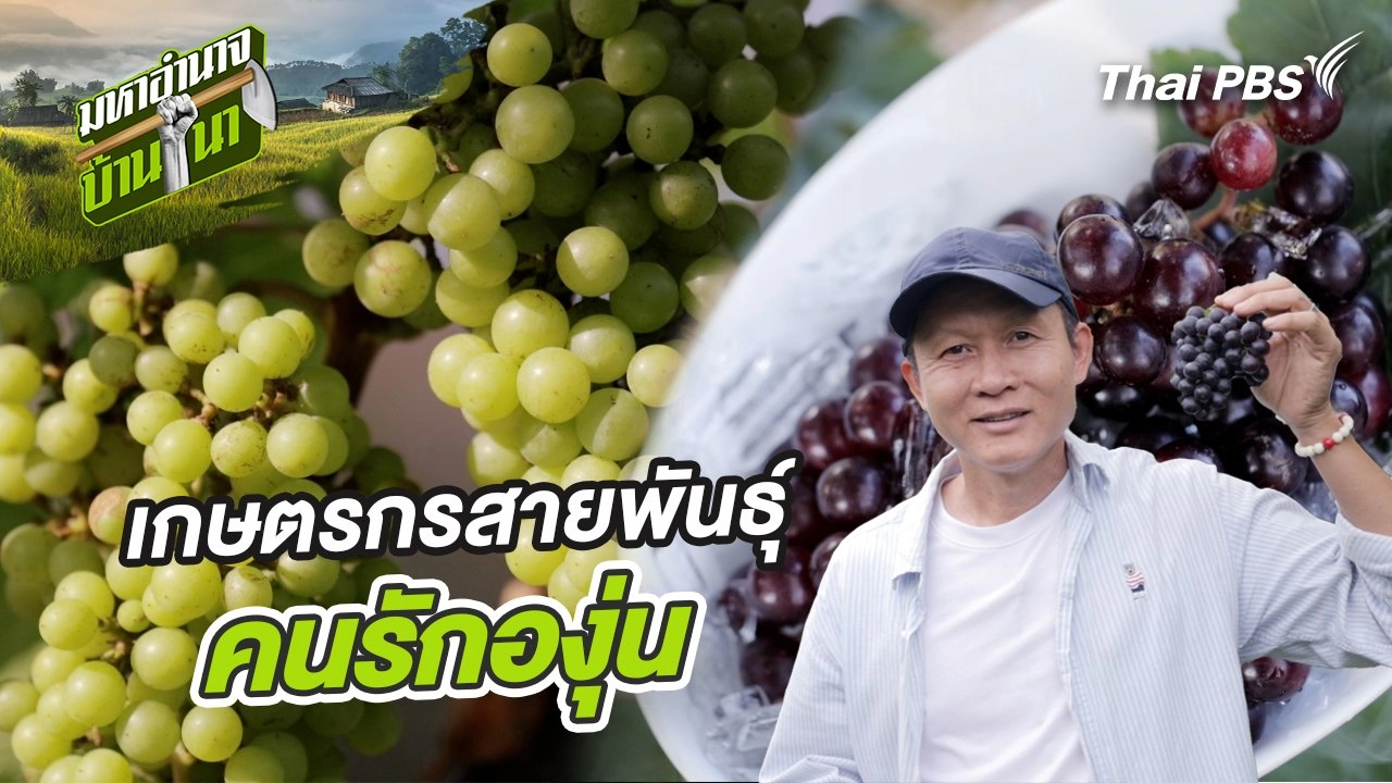 เกษตรกรสายพันธุ์คนรักองุ่น