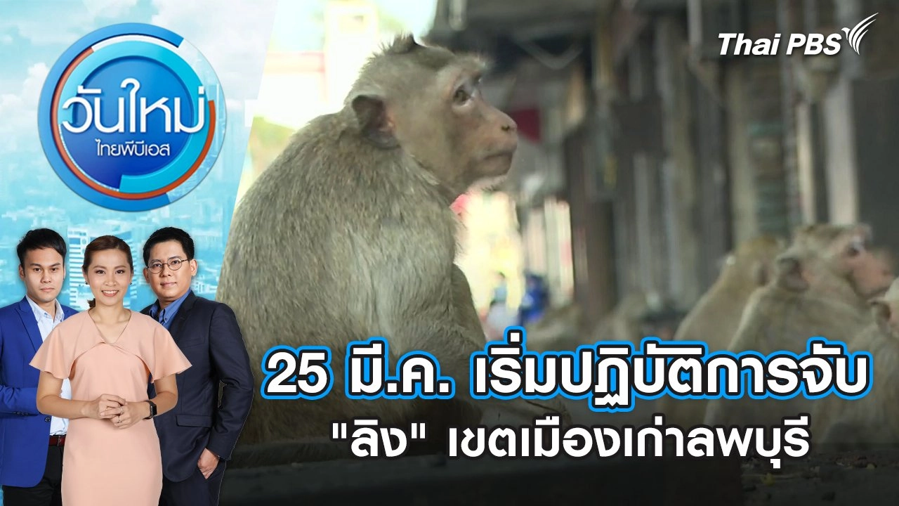 25 มี.ค. เริ่มปฏิบัติการจับ "ลิง" เขตเมืองเก่าลพบุรี | วันใหม่ ไทยพีบีเอส | 25 มี.ค. 67
