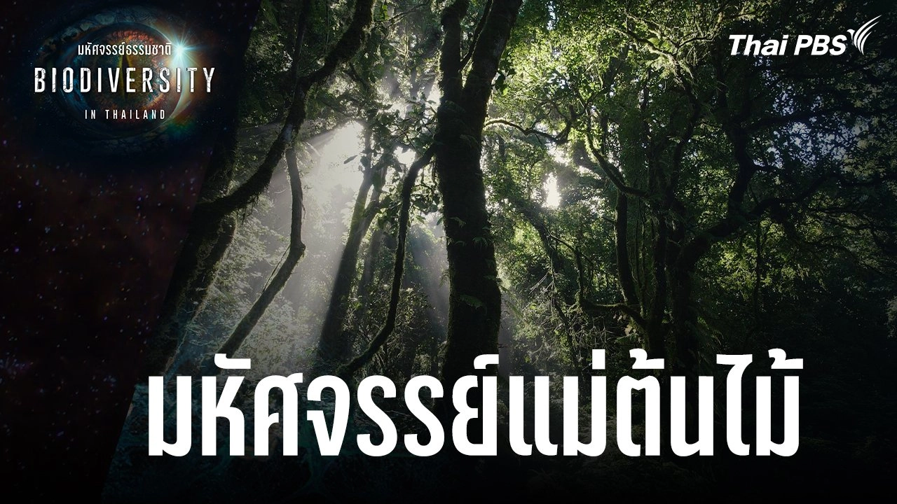 มหัศจรรย์แม่ต้นไม้