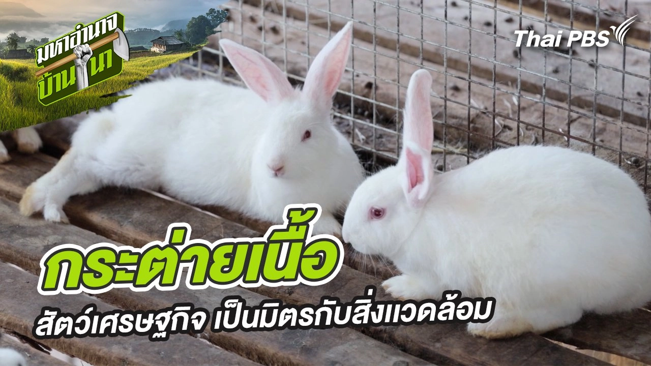 กระต่ายเนื้อ สัตว์เศรษฐกิจ เป็นมิตรกับสิ่งเเวดล้อม