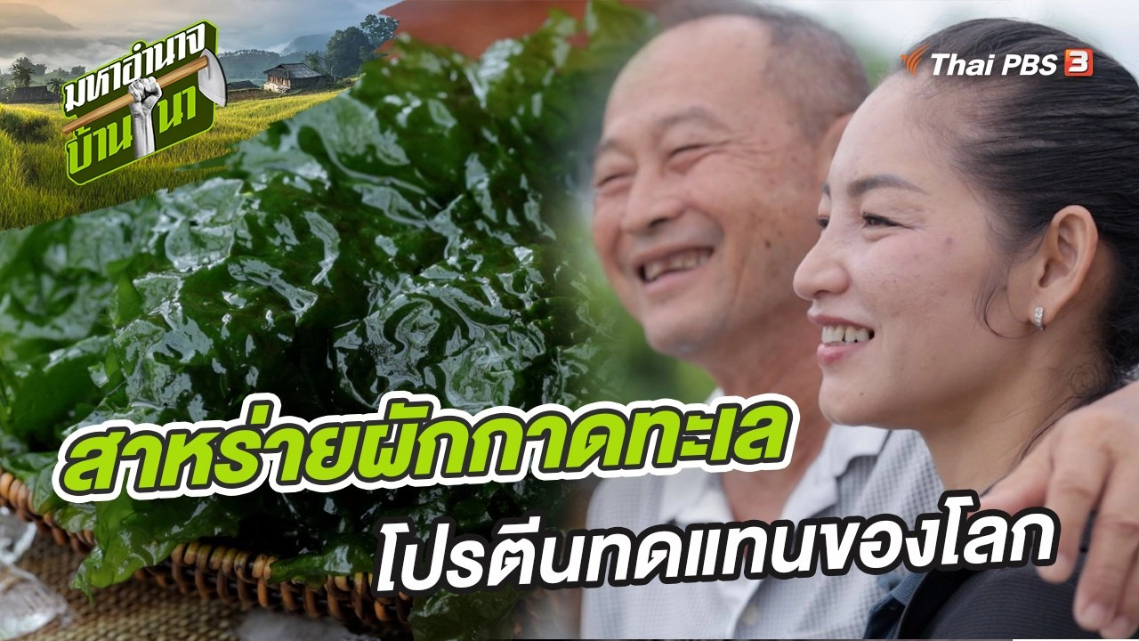 สาหร่ายผักกาดทะเล โปรตีนทดแทนของโลก