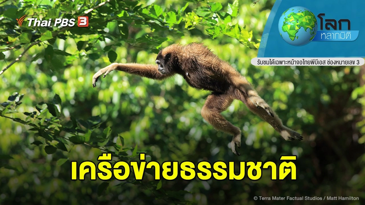 เครือข่ายธรรมชาติ