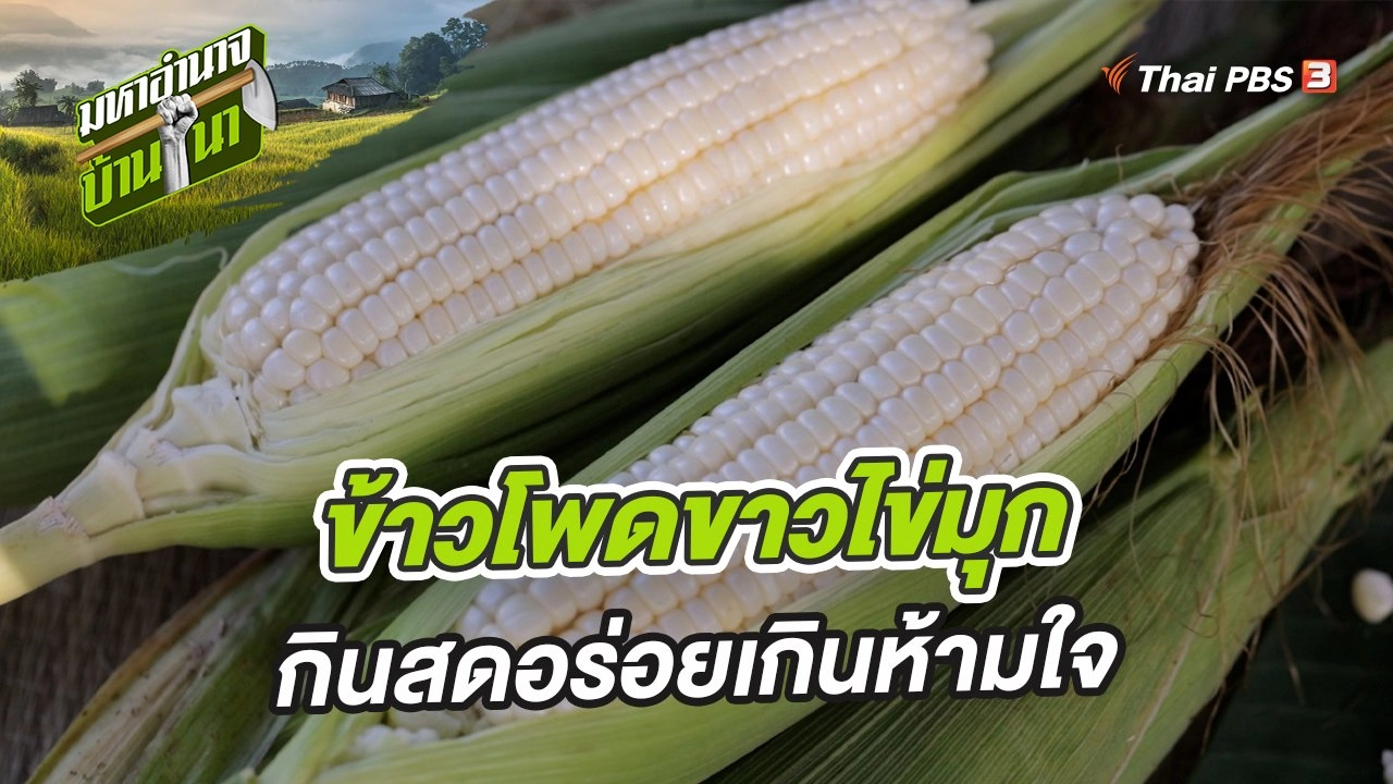 ข้าวโพดขาวไข่มุก กินสดอร่อยเกินห้ามใจ