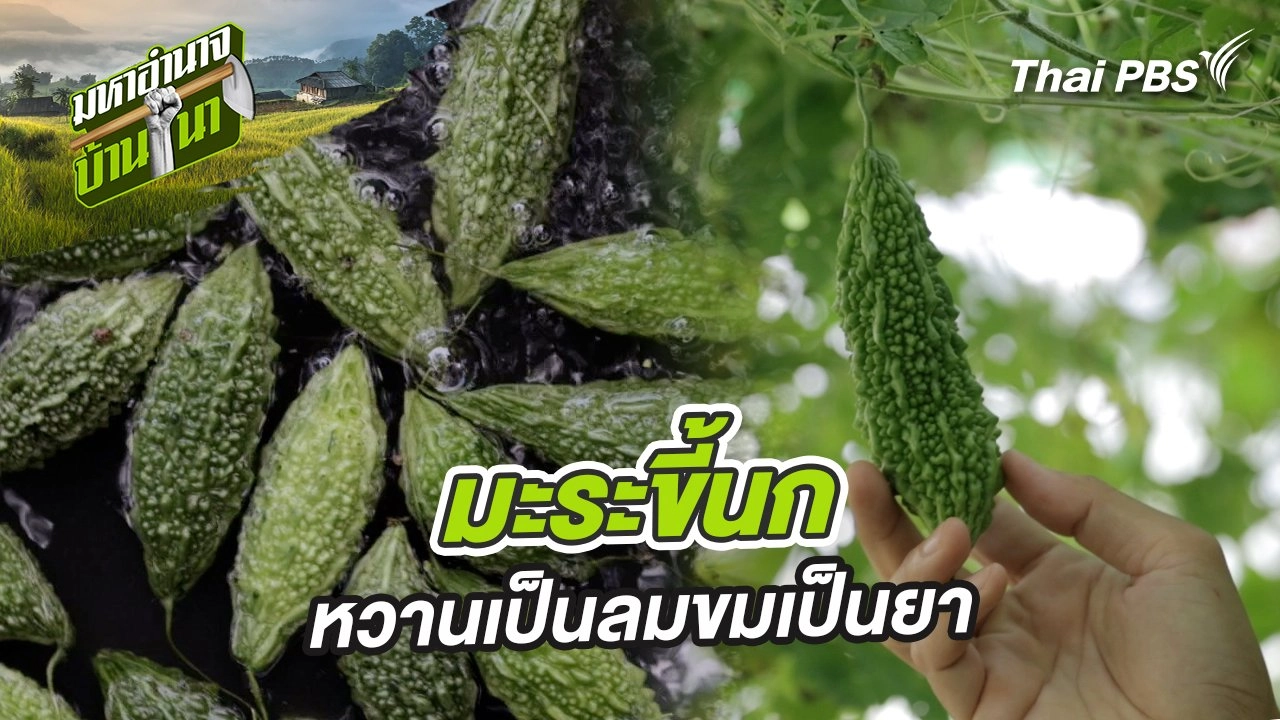 มะระขี้นก หวานเป็นลมขมเป็นยา