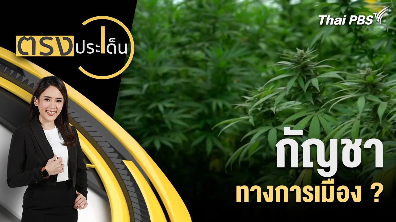 กัญชา ทางการเมือง ?