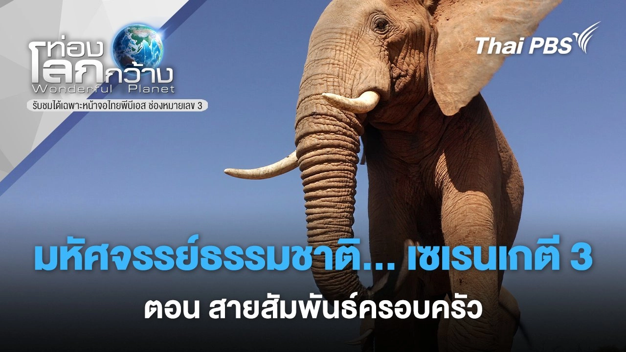 มหัศจรรย์ธรรมชาติ...เซเรนเกตี 3 ตอน สายสัมพันธ์ครอบครัว