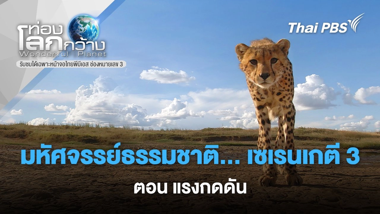 มหัศจรรย์ธรรมชาติ...เซเรนเกตี 3 ตอน แรงกดดัน