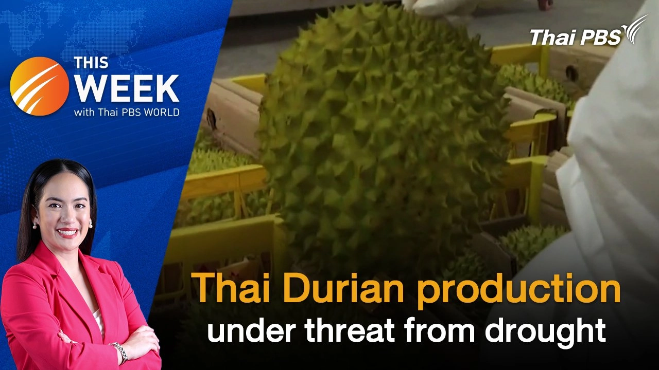 Thai Durian production under threat from drought | 17May 2024